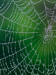 Medicaid Fraud Webinar: Why Identity Management Matters